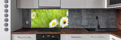 Küchen wandpaneel Gänseblümchen