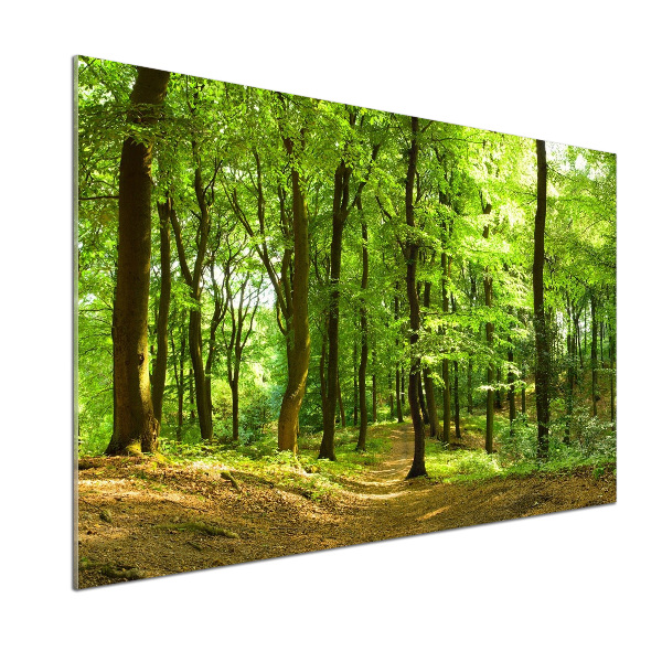 Glasrückwand für die küche Waldweg