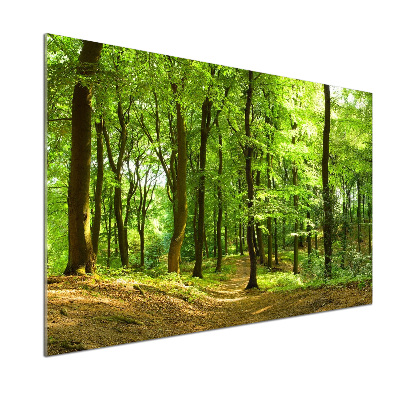 Glasrückwand für die küche Waldweg