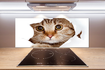 Küchen wandpaneel Katze