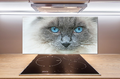 Platte für Küchenrückwand blauäugige Katze