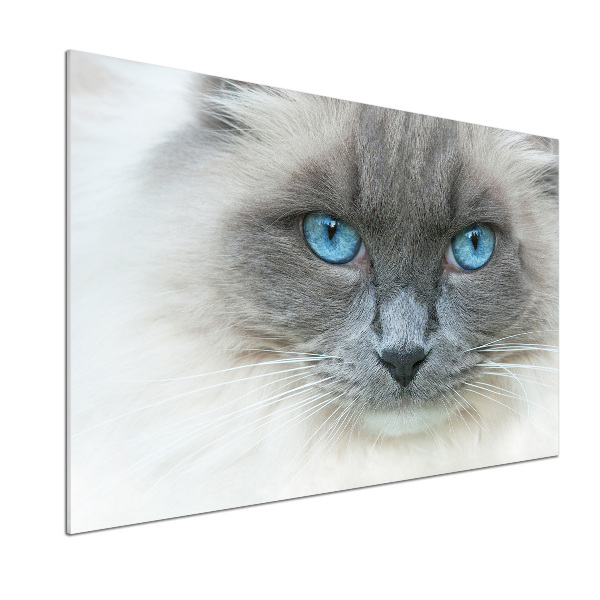 Platte für Küchenrückwand blauäugige Katze