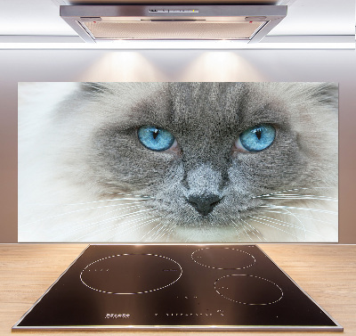 Platte für Küchenrückwand blauäugige Katze