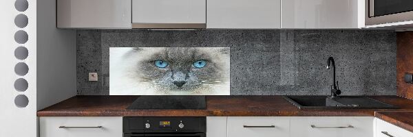 Platte für Küchenrückwand blauäugige Katze
