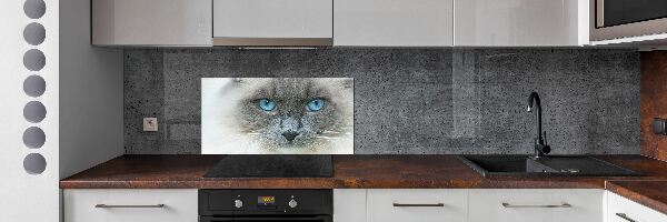 Platte für Küchenrückwand blauäugige Katze