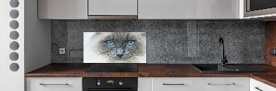 Platte für Küchenrückwand blauäugige Katze