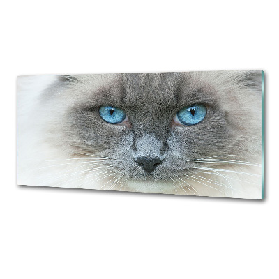 Platte für Küchenrückwand blauäugige Katze