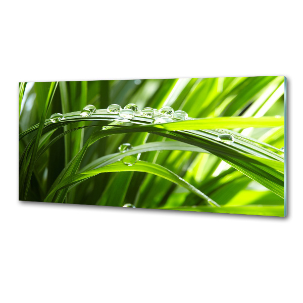 Küchen wandpaneel Tropfen auf dem Gras