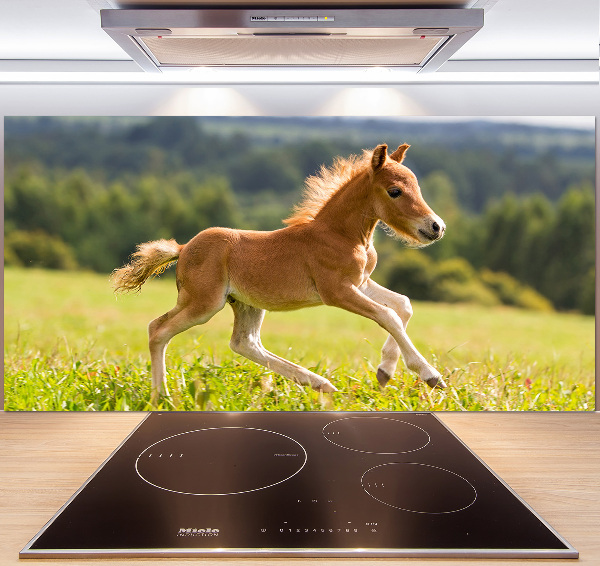 Platte für Küchenrückwand Ein galoppierendes Fohlen