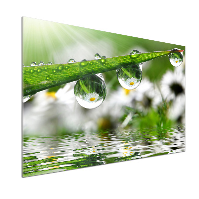 Glasrückwand für die küche Tropfen auf dem Gras