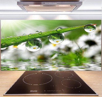 Glasrückwand für die küche Tropfen auf dem Gras