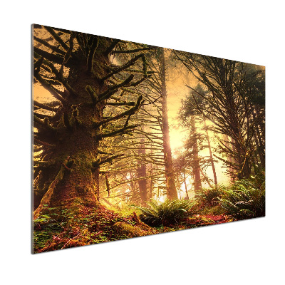 Platte für Küchenrückwand Regenwald