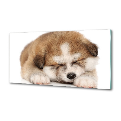 Küchen wandpaneel Akita-Welpe