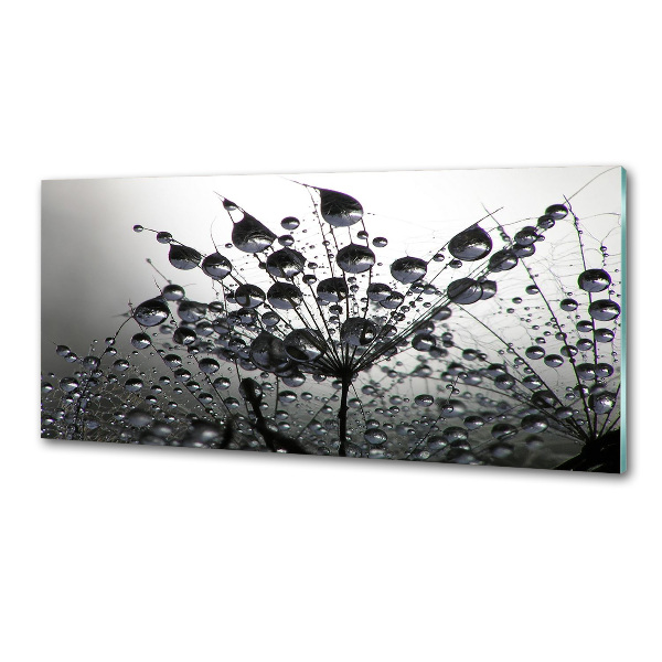 Glasrückwand für die küche Löwenzahnsamen