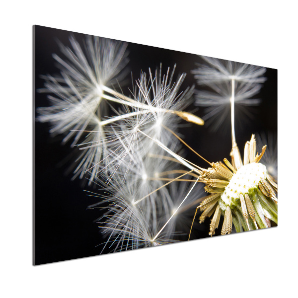 Glasrückwand für die küche Löwenzahnsamen