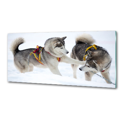 Platte für Küchenrückwand Huskys im Winter