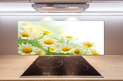 Glasrückwand für die küche Gänseblümchen