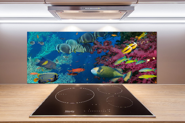 Glasrückwand für die küche Korallenriff