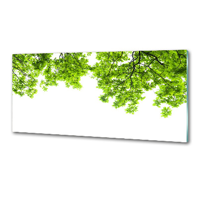 Glasrückwand für die küche Eichenblätter