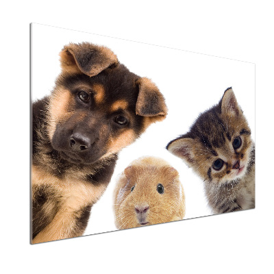 Glasrückwand für die küche Haustiere