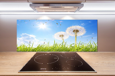 Küchen wandpaneel Löwenzahn