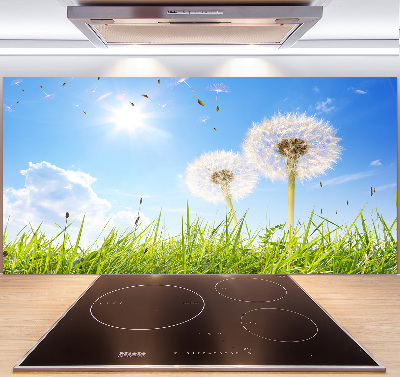 Küchen wandpaneel Löwenzahn