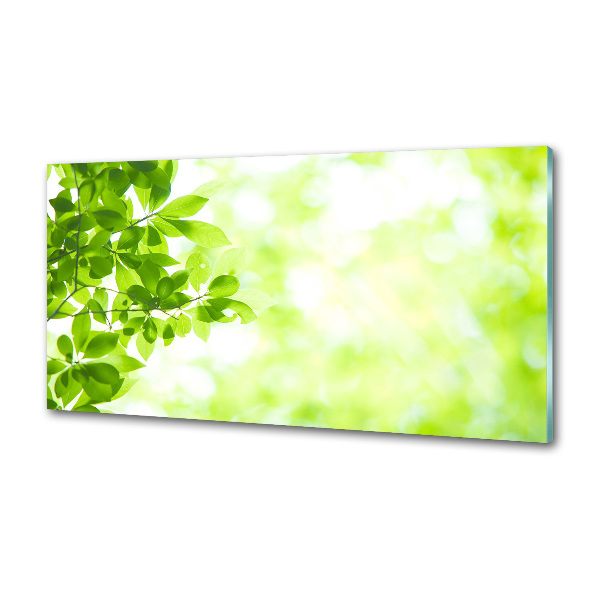 Glasrückwand für die küche Blätter