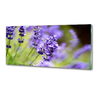 Glasrückwand für die küche Lavendel