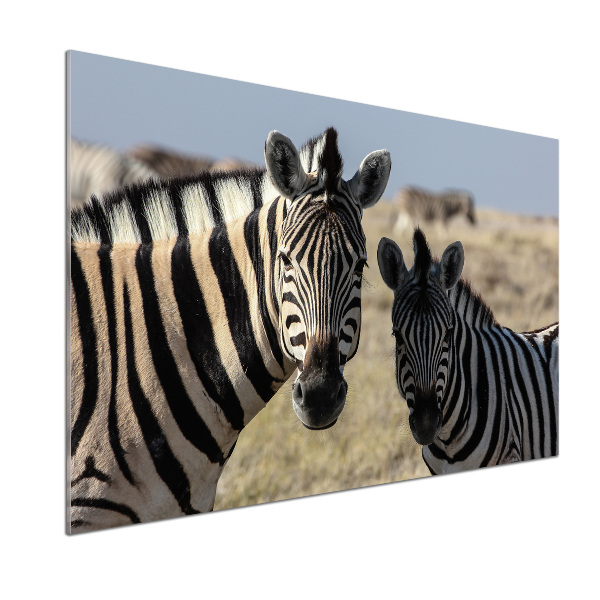 Küchen wandpaneel Zwei Zebras