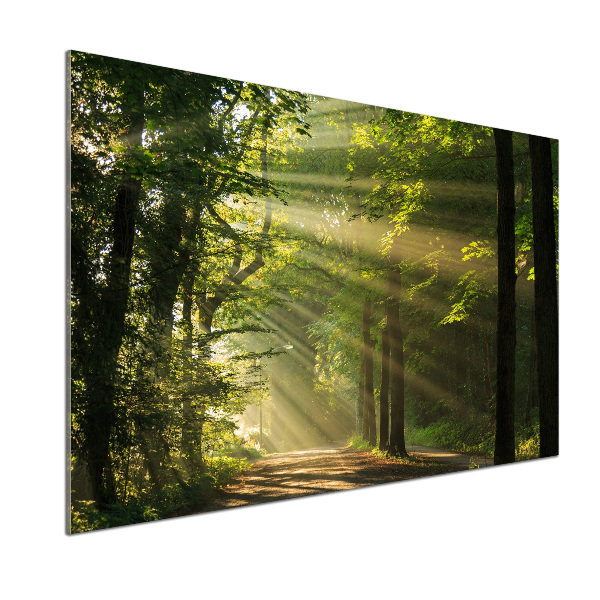 Küchen wandpaneel Wald in der Sonne