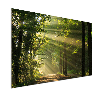 Küchen wandpaneel Wald in der Sonne