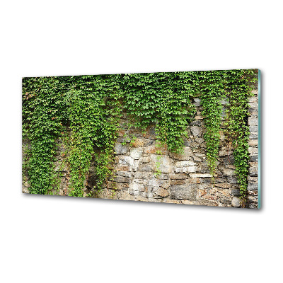 Platte für Küchenrückwand Grüner Efeu