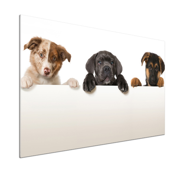 Platte für Küchenrückwand Drei Welpen