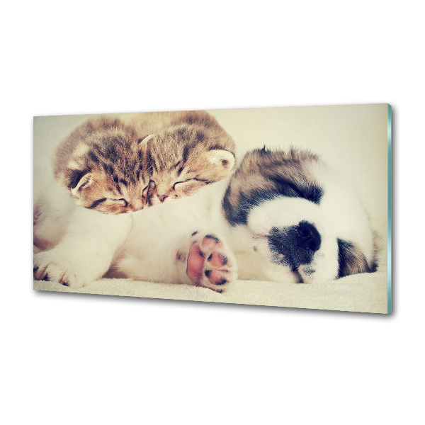 Küchen wandpaneel Zwei Katzen und ein Hund