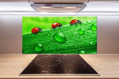 Küchen wandpaneel Marienkäfer auf dem Gras