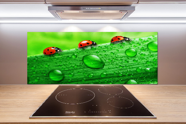 Küchen wandpaneel Marienkäfer auf dem Gras