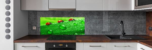 Küchen wandpaneel Marienkäfer auf dem Gras