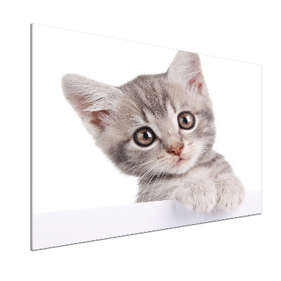 Platte für Küchenrückwand Graue Katze