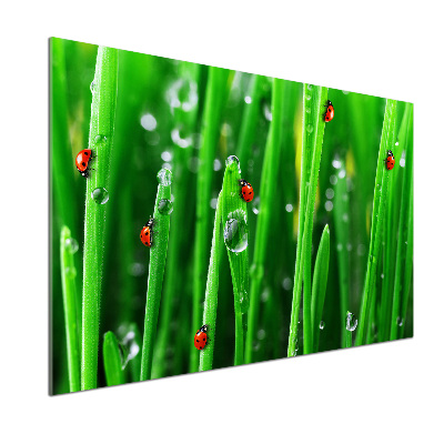 Glasrückwand für die küche Marienkäfer auf dem Gras
