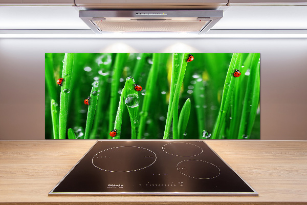 Glasrückwand für die küche Marienkäfer auf dem Gras