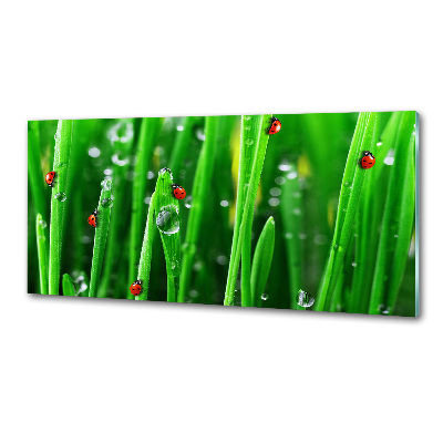 Glasrückwand für die küche Marienkäfer auf dem Gras