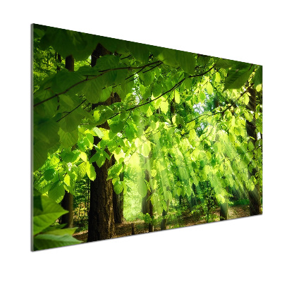 Küchen wandpaneel Buchenblätter