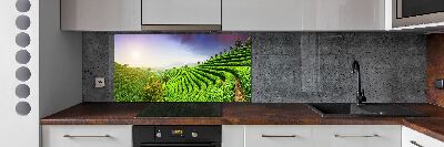 Platte für Küchenrückwand Teeplantage