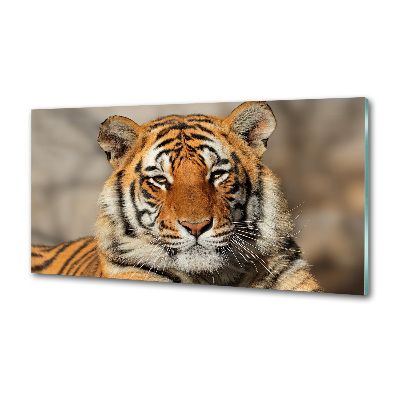 Platte für Küchenrückwand Bengal-Tiger