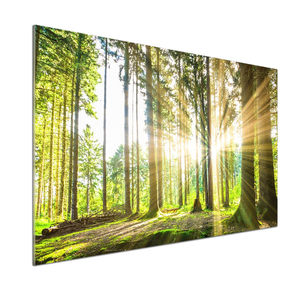 Küchen wandpaneel Wald in der Sonne