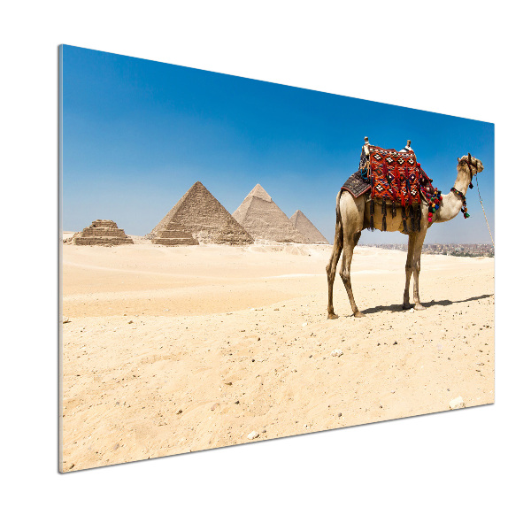 Küchen wandpaneel Kamel in Kairo