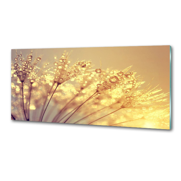 Glasrückwand für die küche Löwenzahnsamen