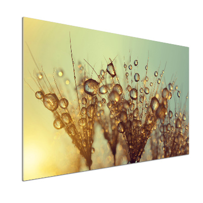 Platte für Küchenrückwand Löwenzahnsamen