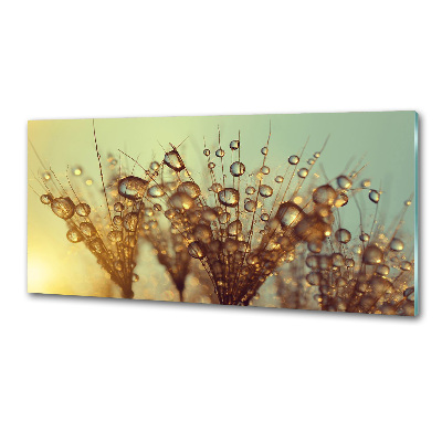 Platte für Küchenrückwand Löwenzahnsamen