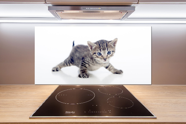 Glasrückwand für die küche Kleine Katze